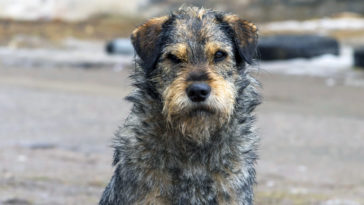 światowy dzień zwierząt bezdomnych