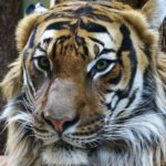 tygrys zakażony koronawirusem