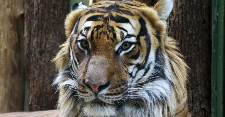 tygrys zakażony koronawirusem