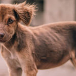 bezdomne zwierzęta radny wieliczka skandaliczna wypowiedź program pomocy