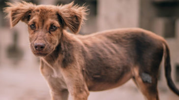 bezdomne zwierzęta radny wieliczka skandaliczna wypowiedź program pomocy
