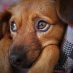 chcieli zabić psa młotkiem