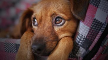 chcieli zabić psa młotkiem