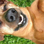 światowy dzień praw zwierząt