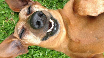 światowy dzień praw zwierząt