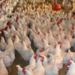 michael greger kurczaki