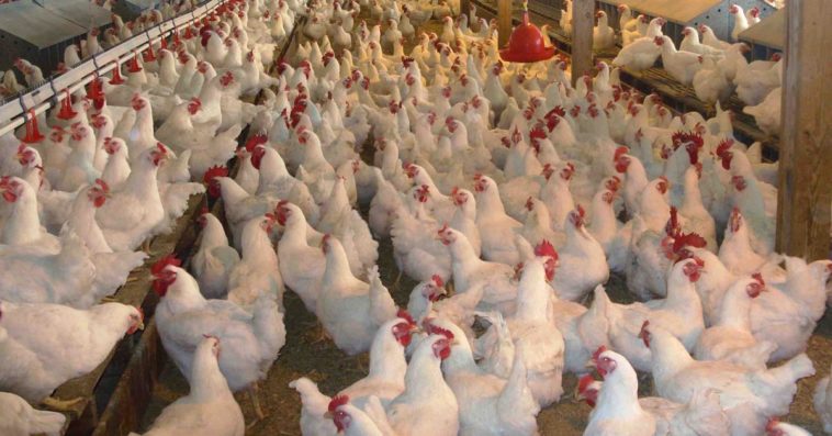 michael greger kurczaki