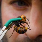 mordercze szerszenie