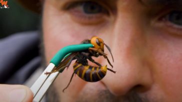 mordercze szerszenie