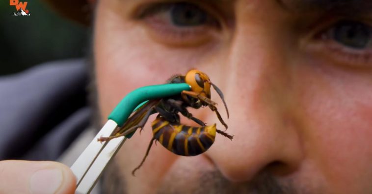 mordercze szerszenie