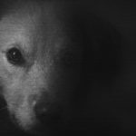 oprawca zwierząt ze szczecina