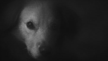 oprawca zwierząt ze szczecina