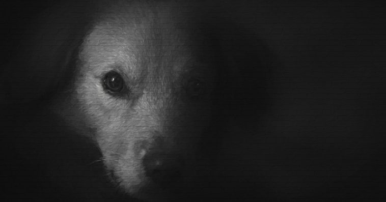 oprawca zwierząt ze szczecina