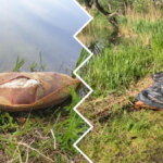 Zwłoki psa zawinięte w dywan wrocław leśnica