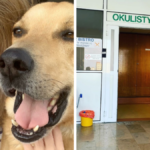 aleksandra prykowska pogryziona przez psa pierwsza miłość singielki