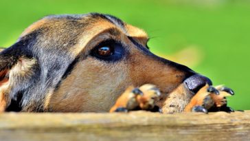 skatowany pies z marciszowa