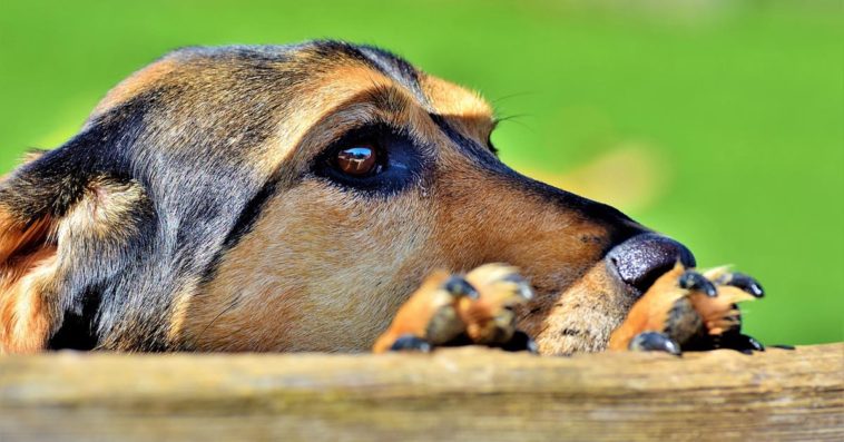 skatowany pies z marciszowa