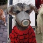 psy wykryją koronawirusa badania wielka brytania