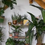 rośliny zatrzymujące wirusa