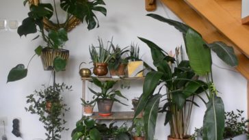 rośliny zatrzymujące wirusa