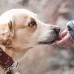 500 plus na psa i kota