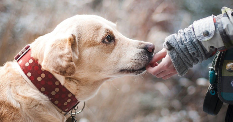 500 plus na psa i kota