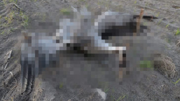 ukrzyżowany żuraw policja mazowsze