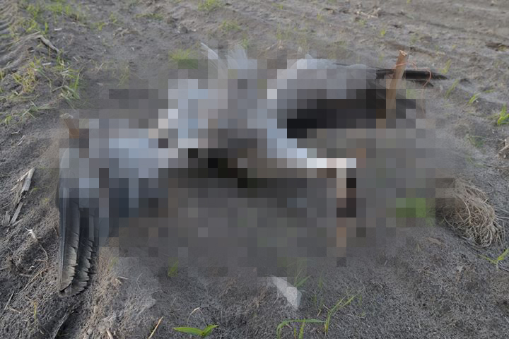 ukrzyżowany żuraw policja mazowsze