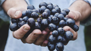 warzywa owoce rosnące ceny biedronka żabka susza epidemia