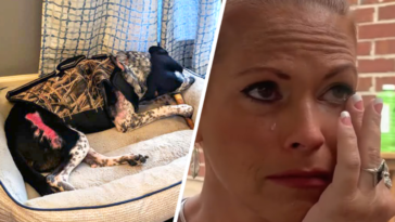 znęcanie nad zwierzętami bił psa miotłą dramat psa