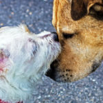 festiwal psiego mięsa yulin epidemia koronawirus