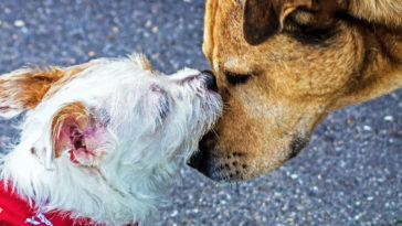 festiwal psiego mięsa yulin epidemia koronawirus