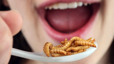 kaufland owady insekty produkty z owadów mięso z insektów