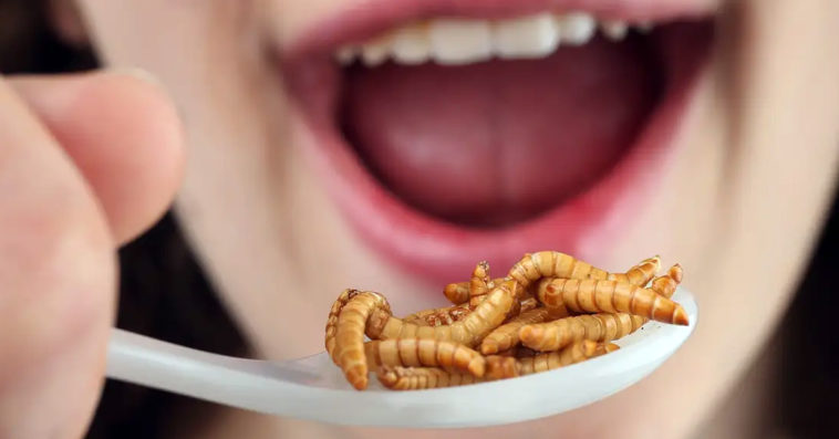 kaufland owady insekty produkty z owadów mięso z insektów