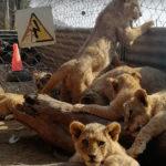 lwy afryka nielegalna hodowla rozrywka lord ashcroft