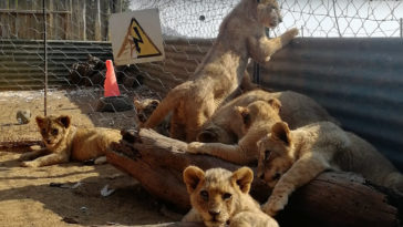 lwy afryka nielegalna hodowla rozrywka lord ashcroft