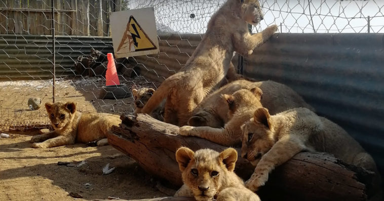 lwy afryka nielegalna hodowla rozrywka lord ashcroft