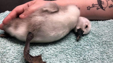 mały łabędź wypadek biegacz jogging park