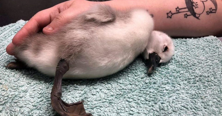 mały łabędź wypadek biegacz jogging park