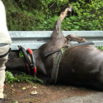 morskie oko wypadek konia viva ratujmy konie fundacja topr