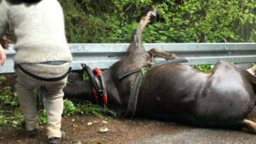 morskie oko wypadek konia viva ratujmy konie fundacja topr