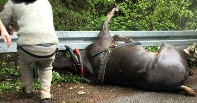 morskie oko wypadek konia viva ratujmy konie fundacja topr
