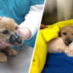 dramat szczeniaka pies głodzony zaklejony taśmą