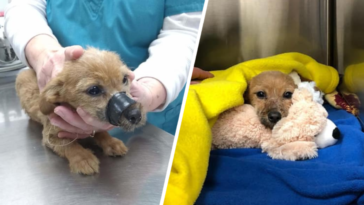 dramat szczeniaka pies głodzony zaklejony taśmą