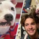 bubbles pies bez oka bullterier