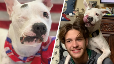 bubbles pies bez oka bullterier