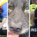 schronisko radysy w radysach prokurator policja akcja odbierania zwierząt