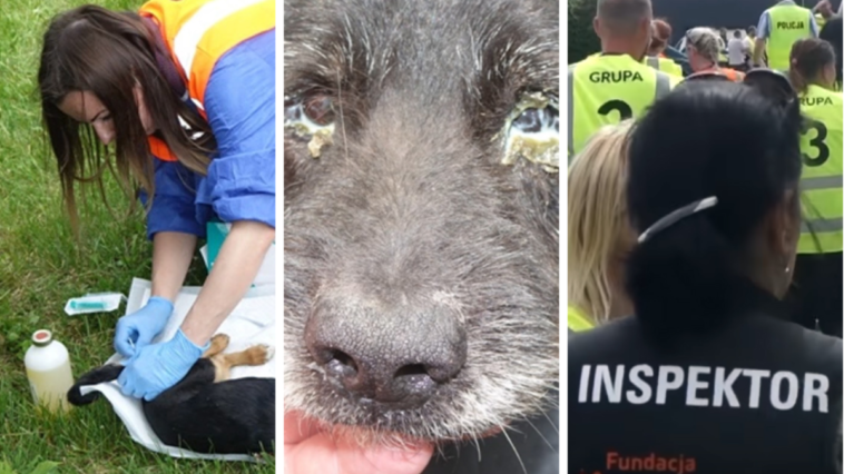 schronisko radysy w radysach prokurator policja akcja odbierania zwierząt