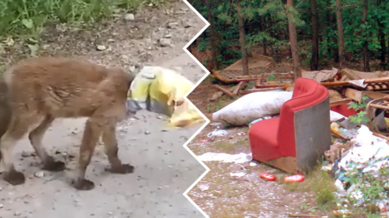 nadleśnictwo bartoszyce lasy państwowe śmieci toną w śmieciach zwierzeta