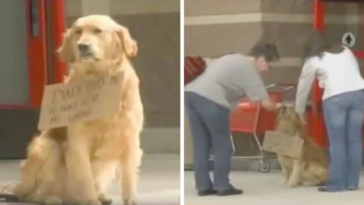 samotny pies porzucony pod sklepem